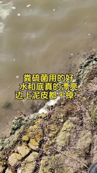 水产养殖阴雨天能补什么菌(水产养殖阴雨天能补什么菌类)