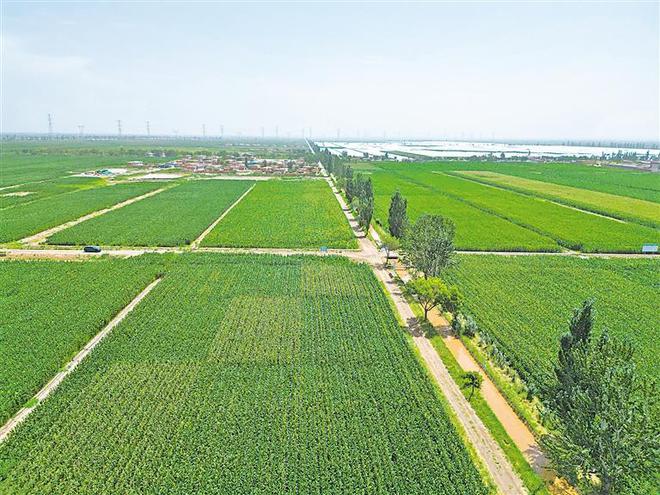 盐碱地能不能种玉米(盐碱地种植玉米注意事项有哪些)
