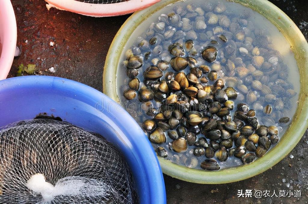 石螺的养殖技术(石螺养殖技术大棚)