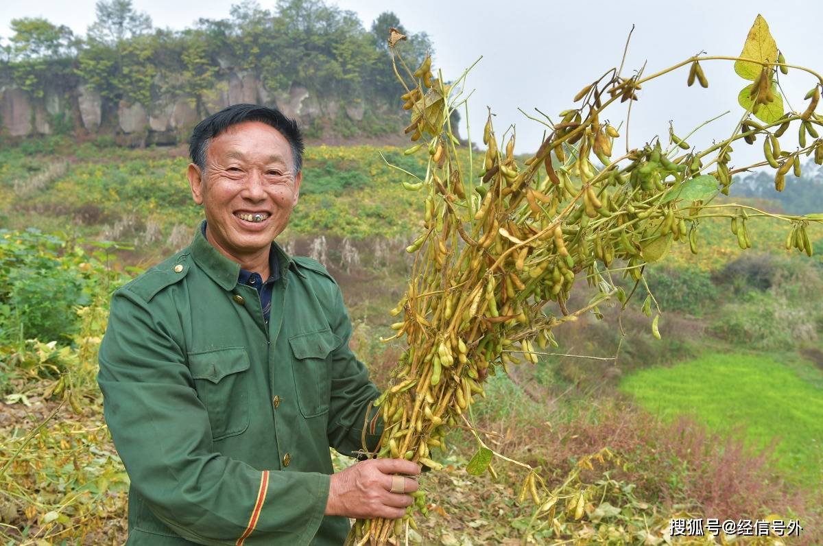 黄豆什么季节种植(黄豆什么季节种植最合适)