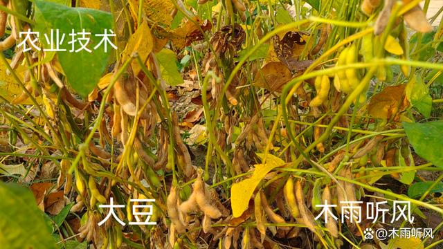 黄豆什么季节种植(黄豆什么季节种植最合适)