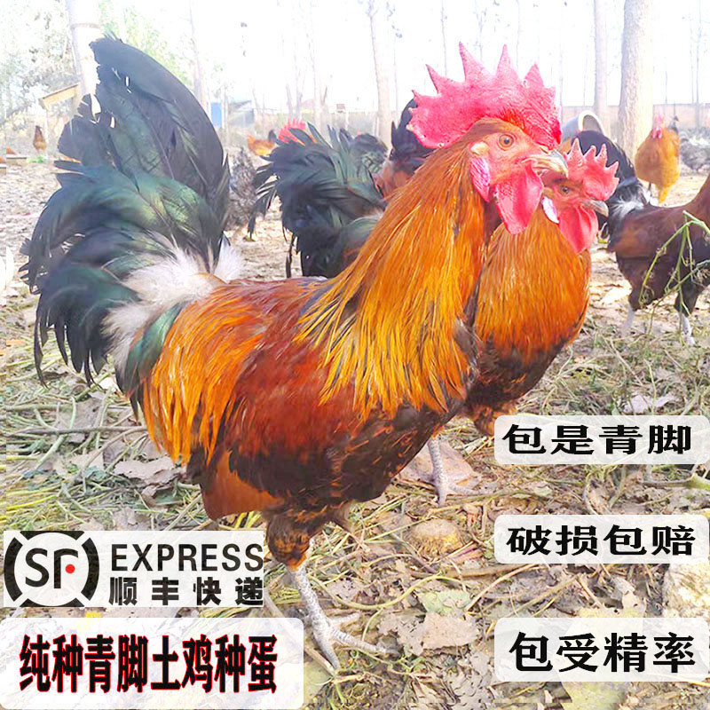 草鸡的养殖技术(草鸡的养殖技术视频)
