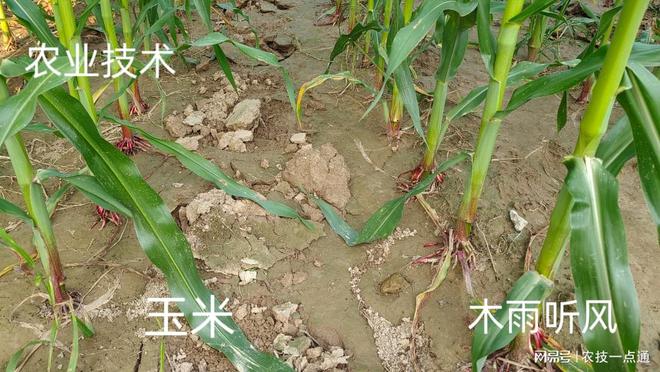 种玉米和(种玉米的最佳时间)