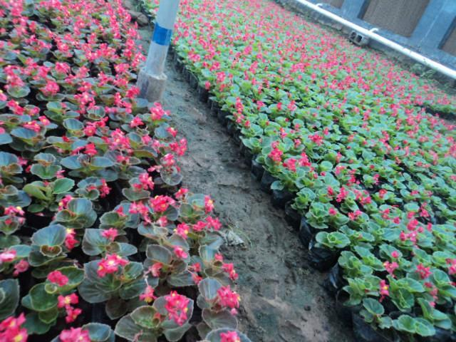海棠种植(海棠种植季节)