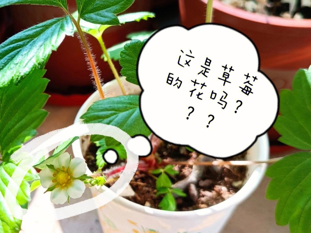 草莓种子怎么种?(草莓的种子怎么种才能发芽)