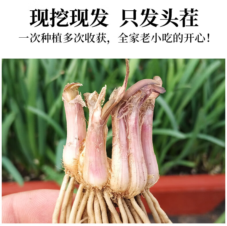韭菜根种植方法全过程(韭菜籽怎么种植方法视频)