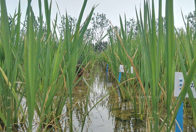 海水稻种植地区(水稻种植最多的省)