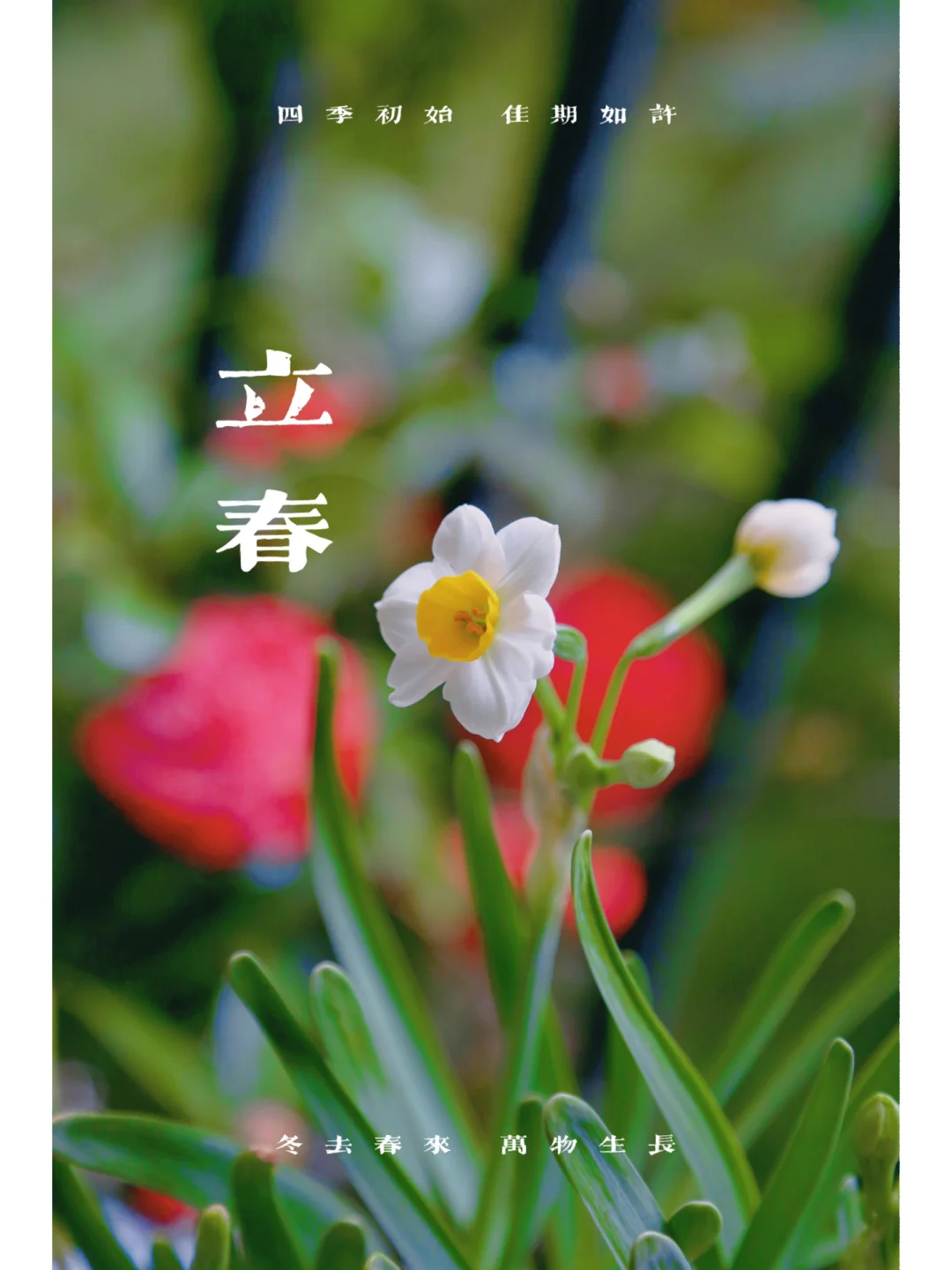 关于种春土豆在立春前多久种的信息