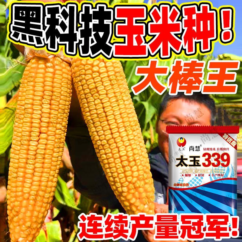 种玉米一亩要多少种子(玉米种一亩需要几公斤种子)