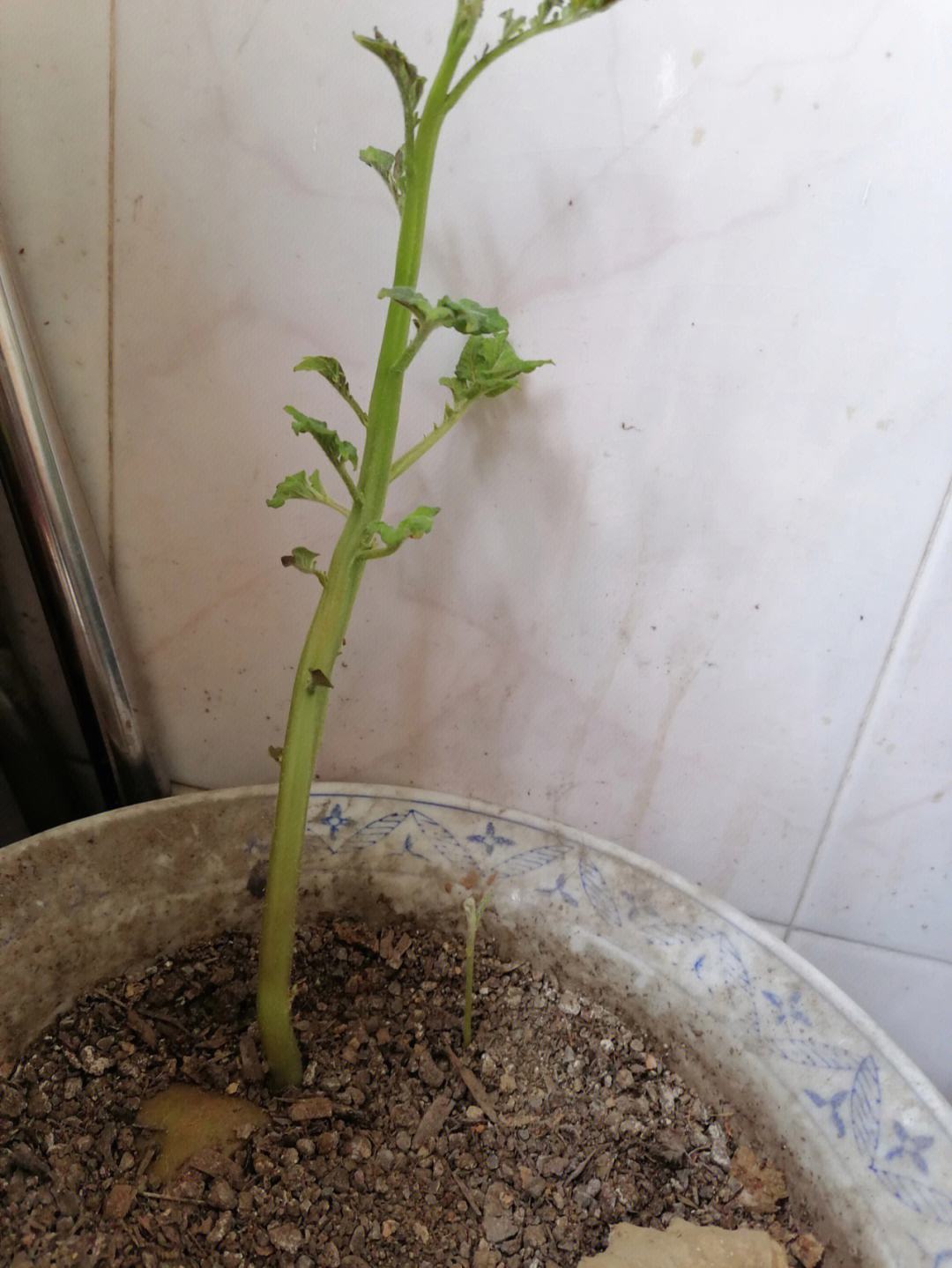 土豆发芽怎么种植盆栽(土豆发芽怎么种植盆栽视频教程)