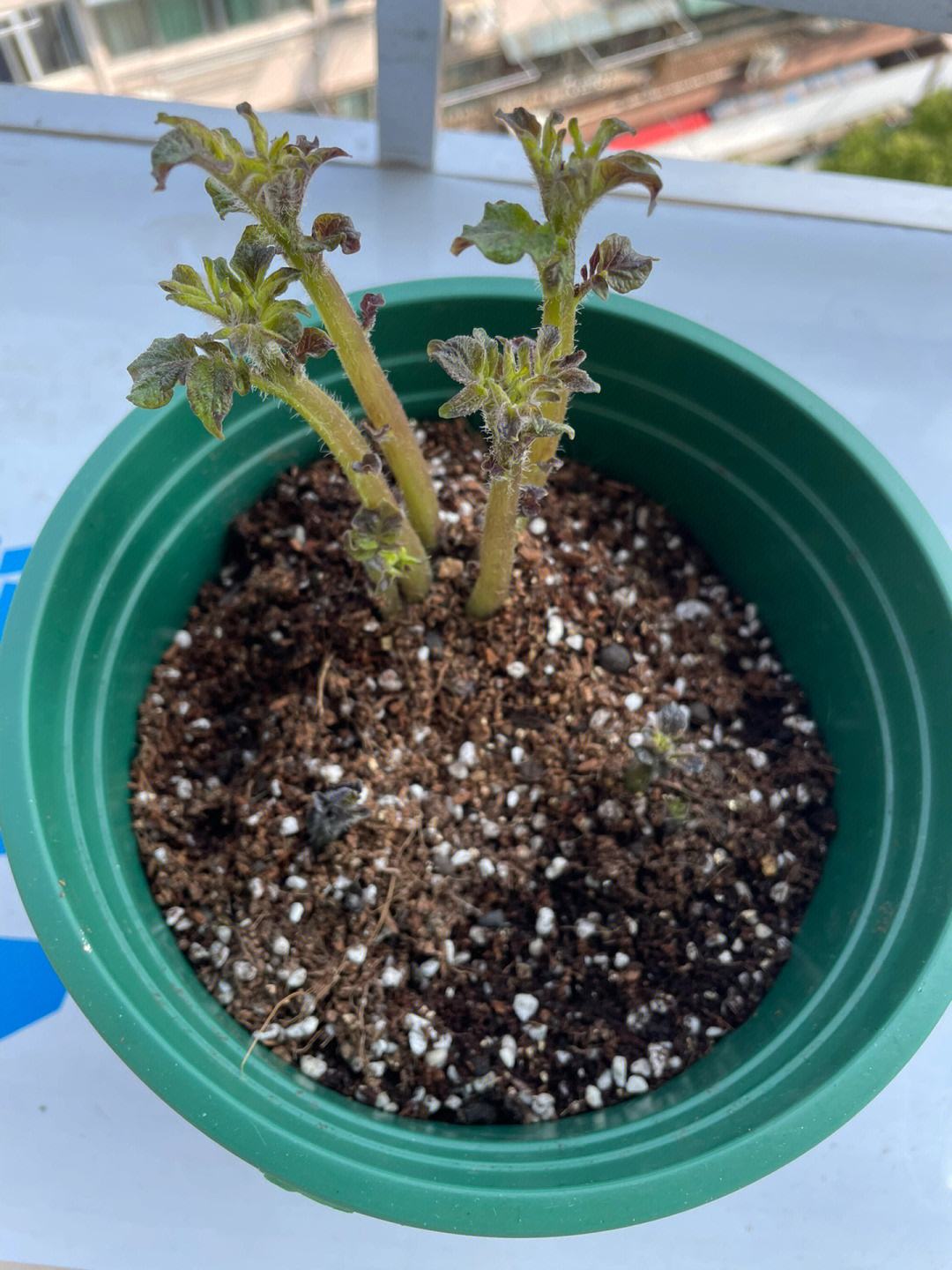 土豆发芽怎么种植盆栽(土豆发芽怎么种植盆栽视频教程)