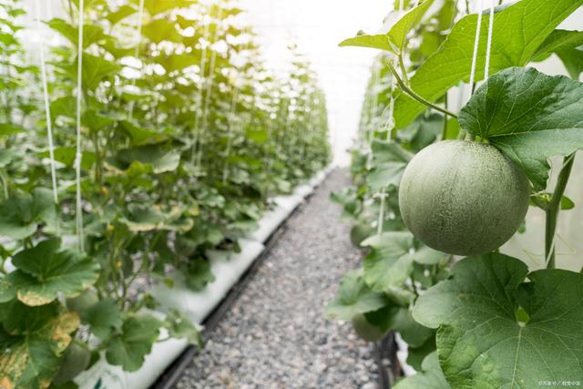 甜瓜的种植管理(甜瓜的种植管理方法)