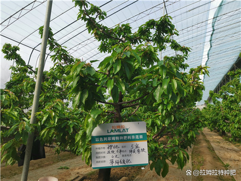 大樱桃的施肥技术(大樱桃的施肥技术与管理)
