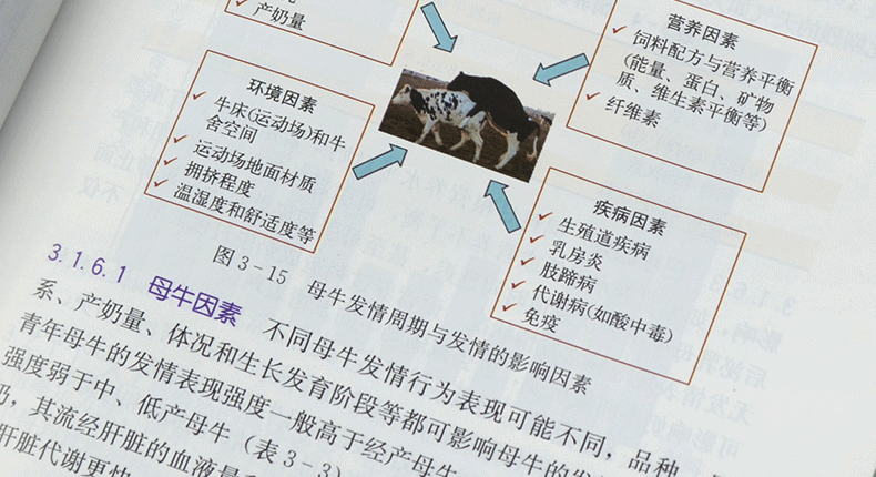 养牛的技巧让牛长得快(养牛的技巧让牛长得快吗)