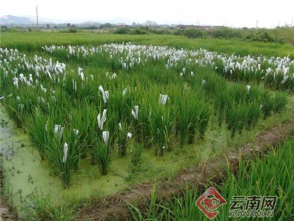 野生稻栽培稻(野生稻进化为普通栽培水稻)