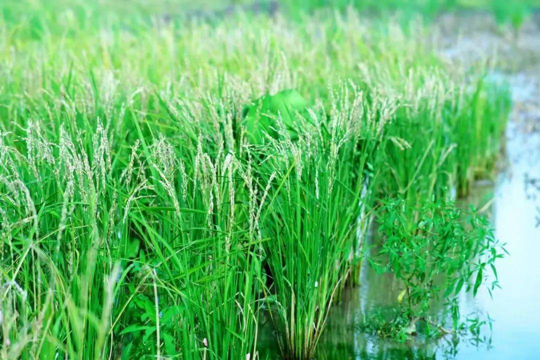 野生稻栽培稻(野生稻进化为普通栽培水稻)