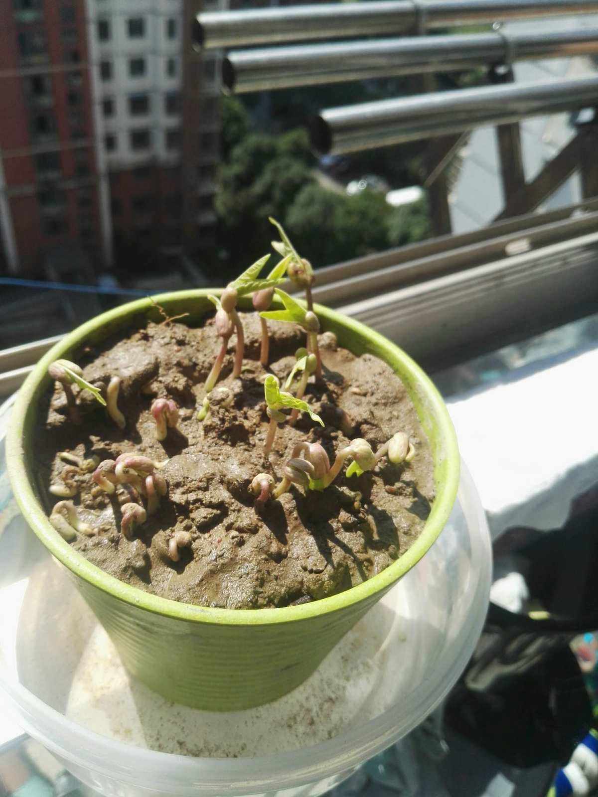 绿豆土里发芽(绿豆在土中的发芽过程图片)