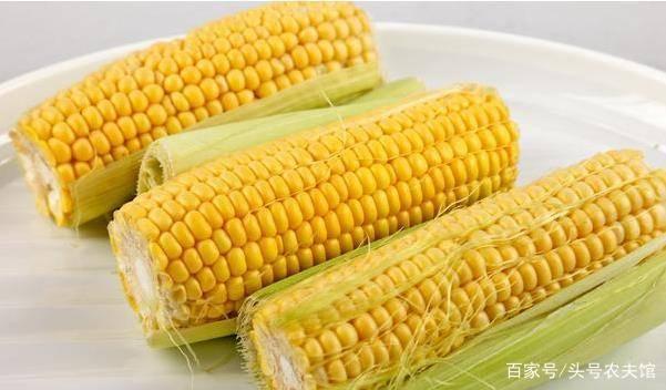 白玉米和黄玉米(白玉米和黄玉米哪个热量高)