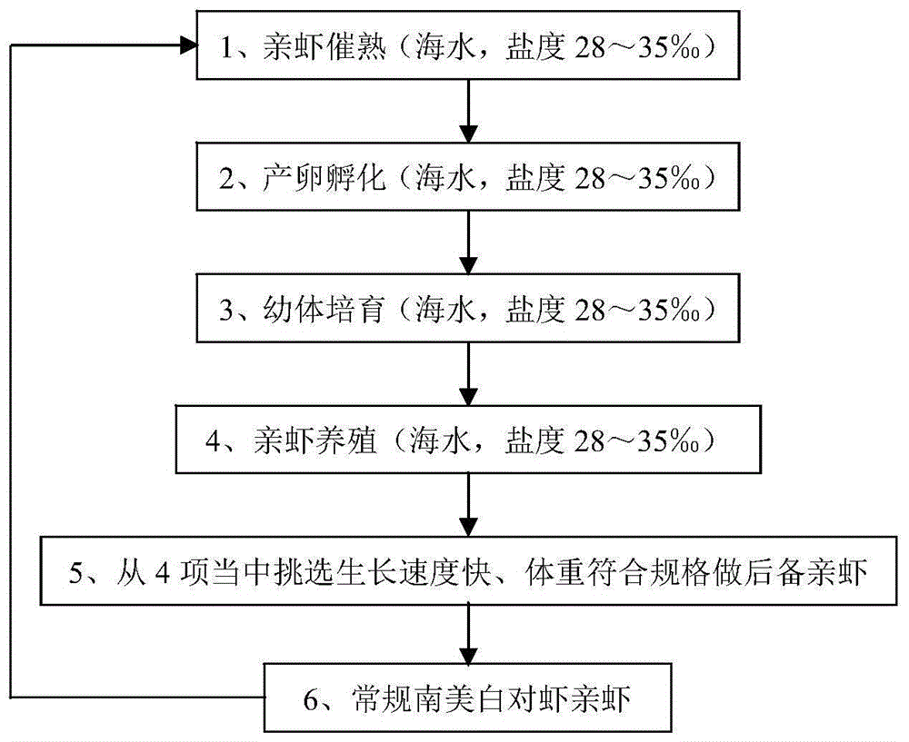 南美对虾养殖技术常识(池塘养殖南美白对虾讲义最新)