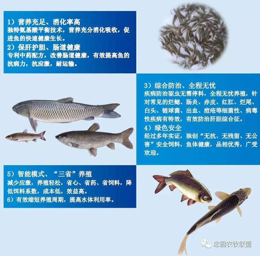 观赏鱼的的养殖技术(观赏鱼的养殖方法和注意事项)