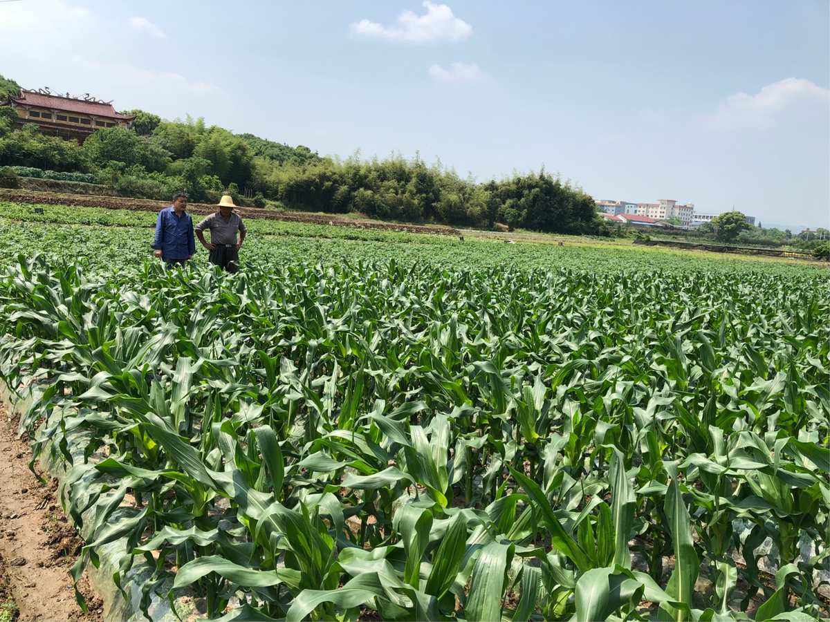 玉米好种植吗(玉米种植适合什么样的环境)