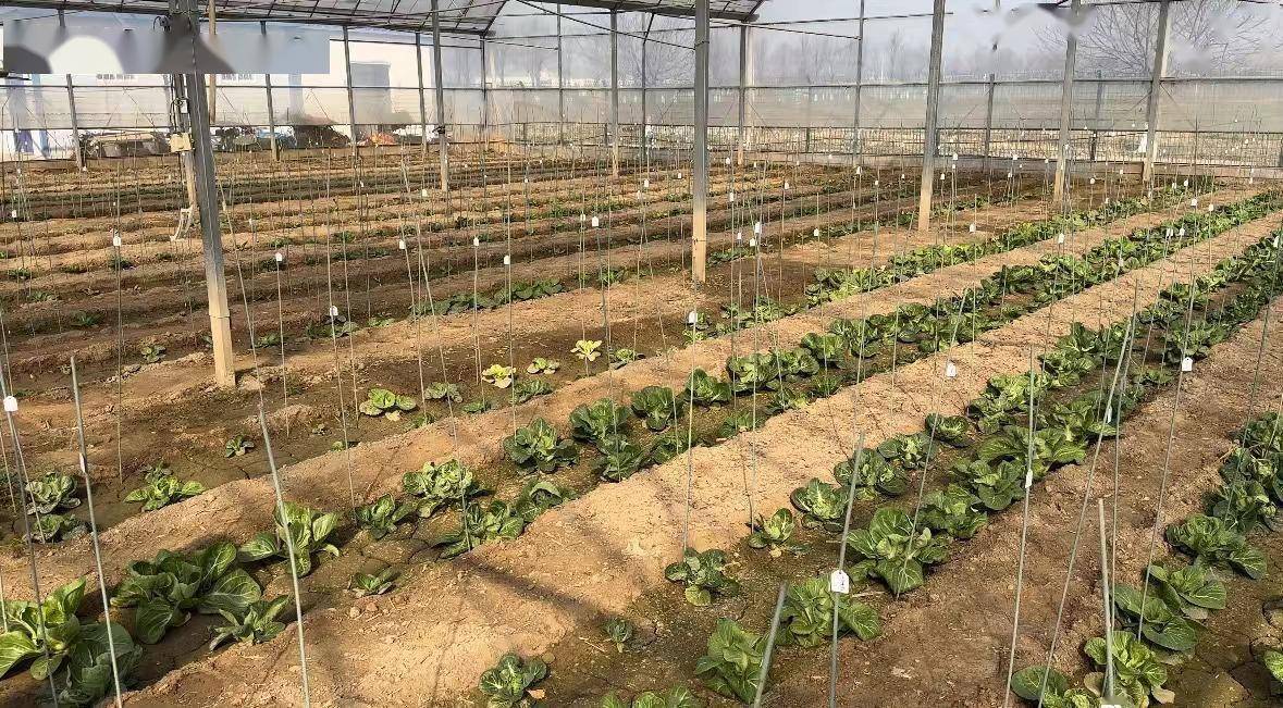 大棚花菜种植技术(大棚花菜种植技术视频教程)