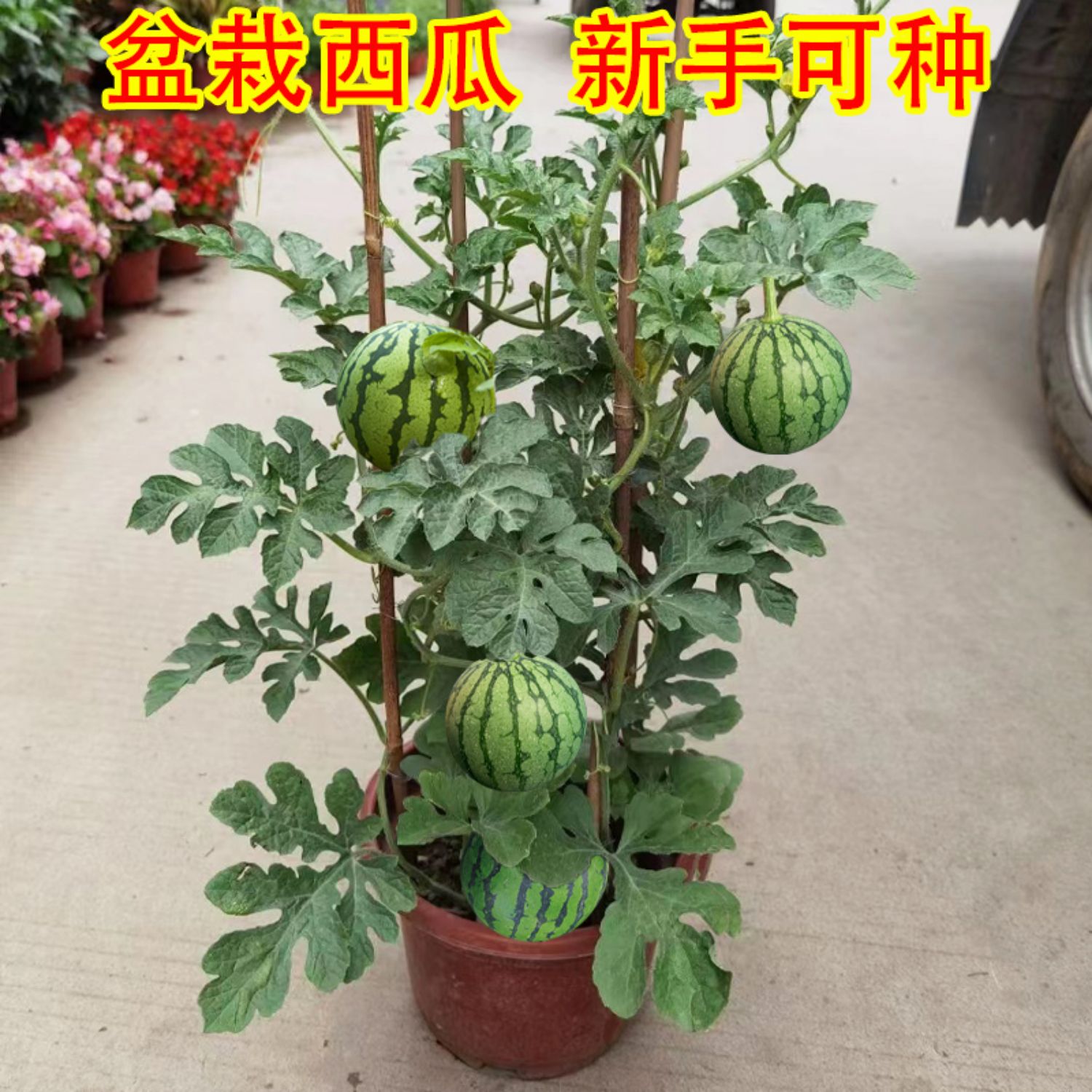 盆栽西瓜种什么品种好(盆栽西瓜种什么品种好看)
