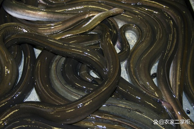 黄鳝怎么饲养技术(黄鳝怎么饲养技术视频)