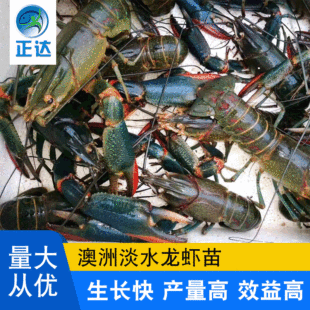 对虾淡水养殖技术(淡水对虾养殖技术培训)