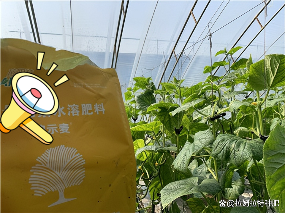 种青瓜要施什么肥(种青瓜要施什么肥料)