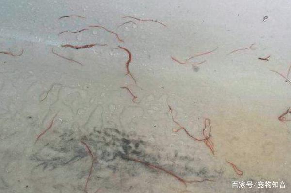 水产养殖红线虫(水产养殖红线虫的危害)