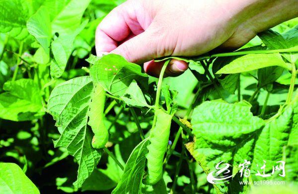 豆丹养殖技术视频(豆丹养殖技术视频教程)