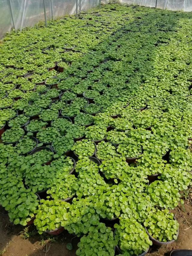 铜钱草养殖方法与技巧(铜钱草养殖方法与技巧的作文怎么写)