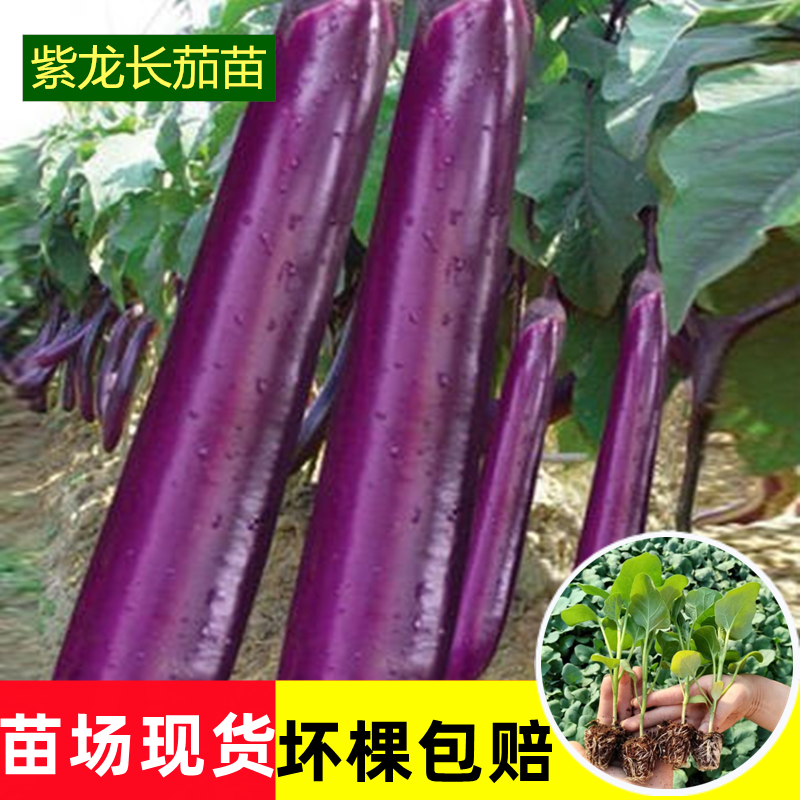 大棚蔬菜茄子种植技术(大棚种植茄子有哪些好处)