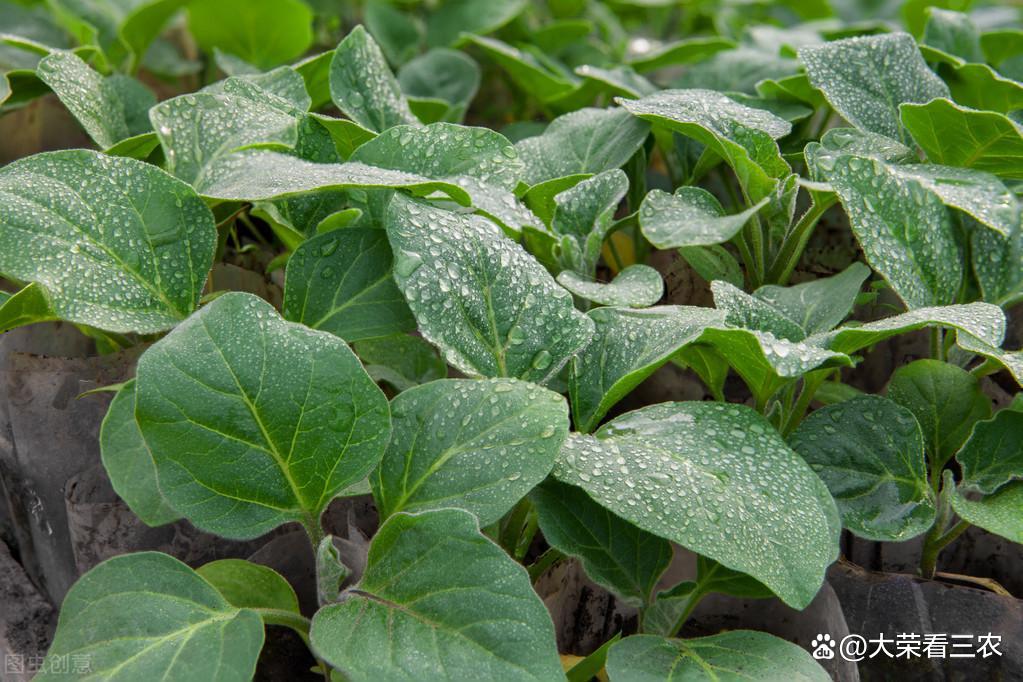 大棚蔬菜茄子种植技术(大棚种植茄子有哪些好处)