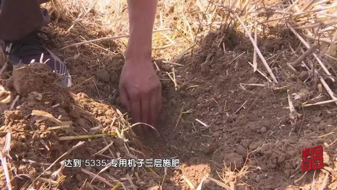5335玉米种植技术(5335玉米种植技术株距多少)