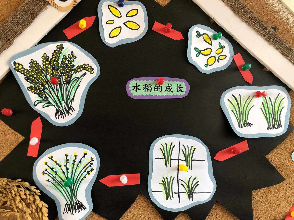 种植水稻的流程(种植水稻的流程视频)