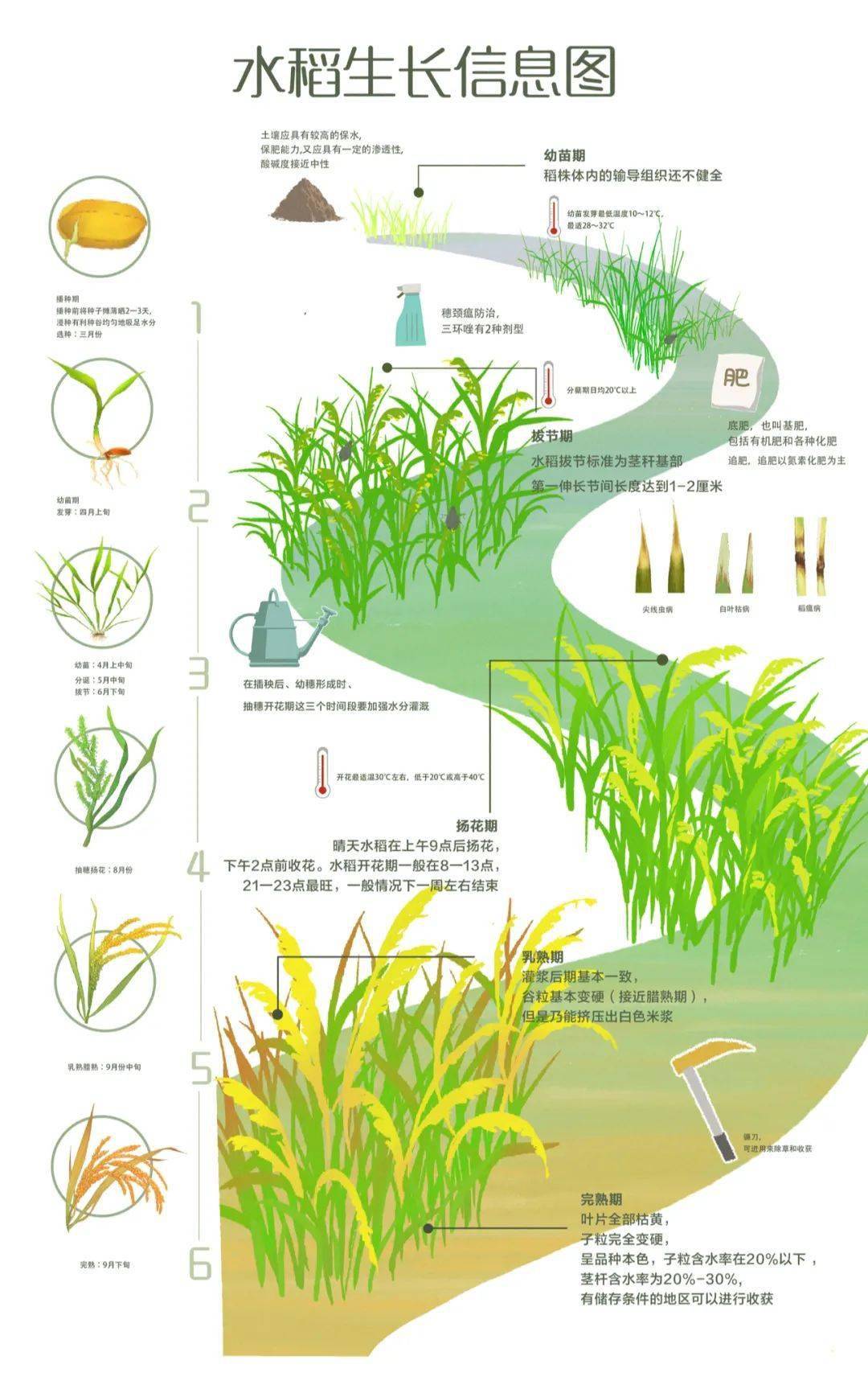 种植水稻的流程(种植水稻的流程视频)