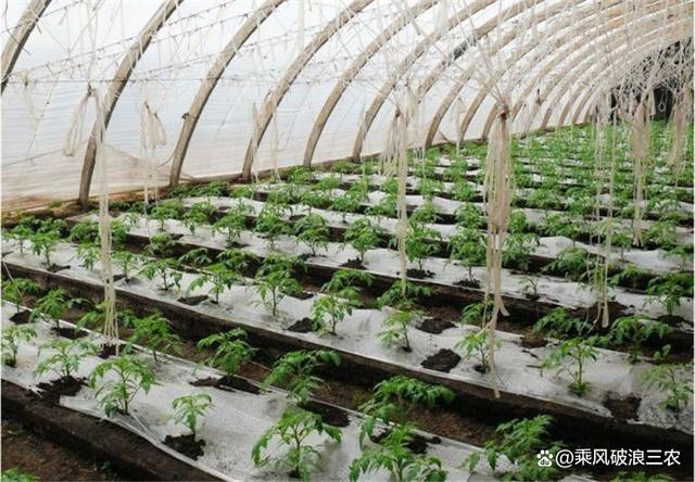 番茄树露天种植技术(番茄树露天种植技术视频)