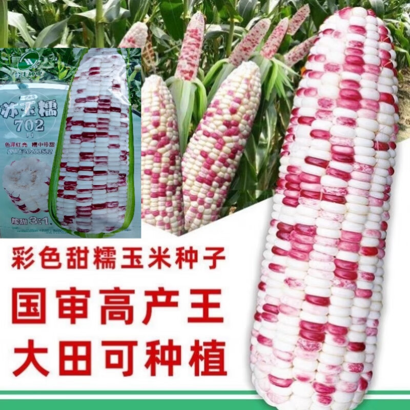 苏玉玉米种子哪个好(苏玉23玉米种多少钱一包)