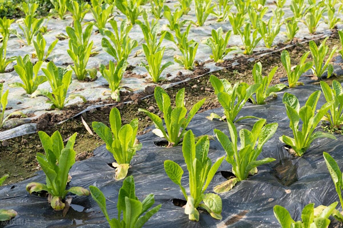 夏莴笋栽培技术(夏莴苣什么时间下种)