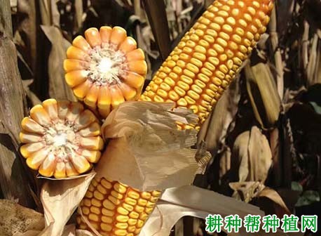 德单123玉米品种介绍(德单1403玉米种子的特点)