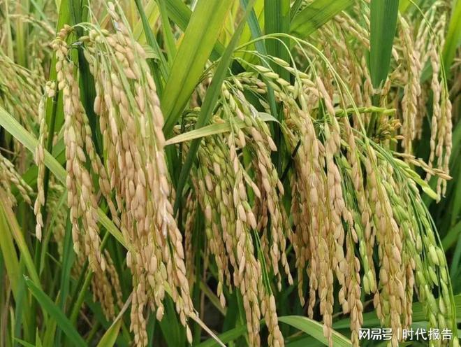 信阳种水稻还是小麦(信阳种植水稻还是小麦)