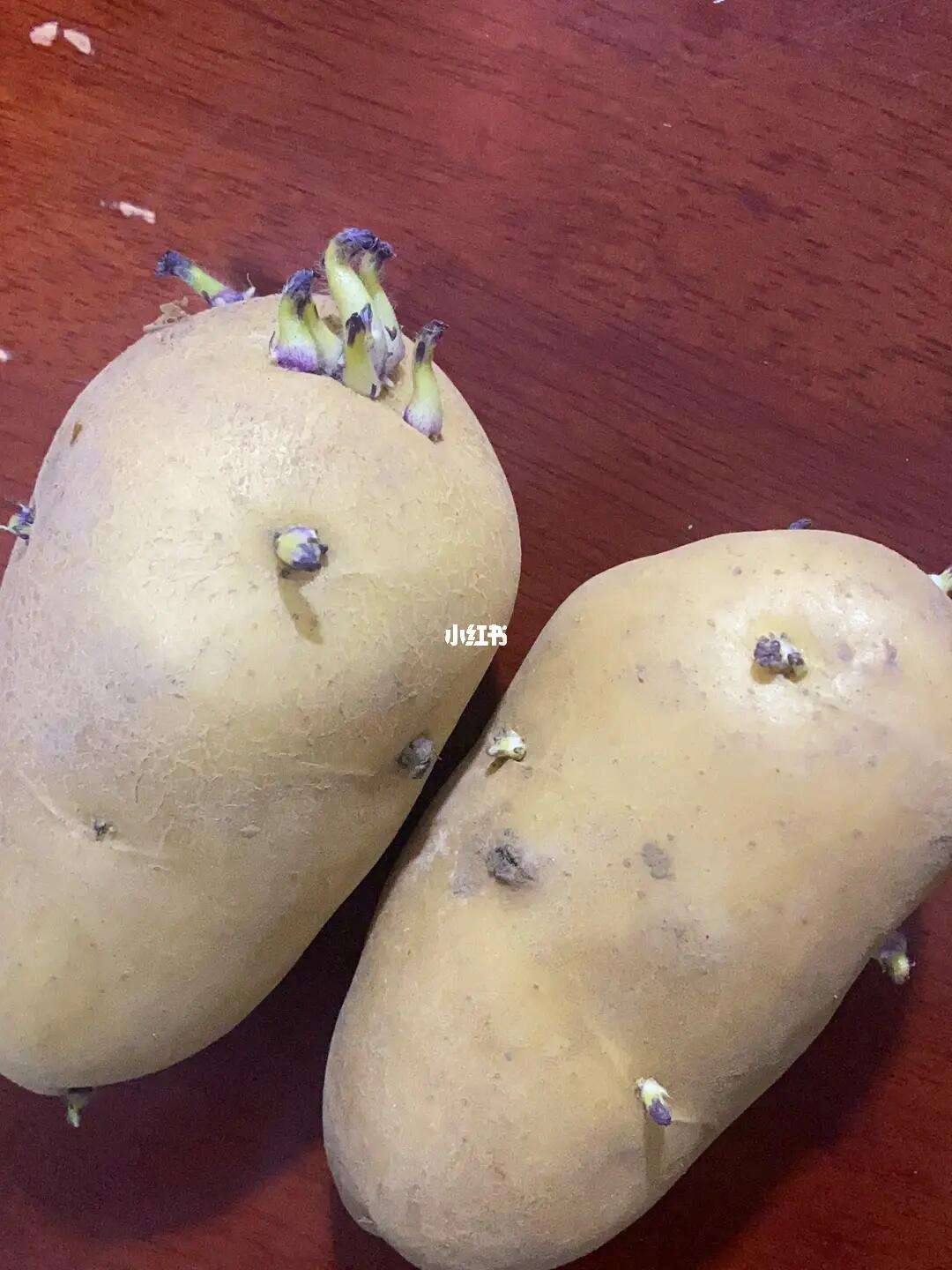 种的土豆能吃吗(种的土豆能吃吗图片)