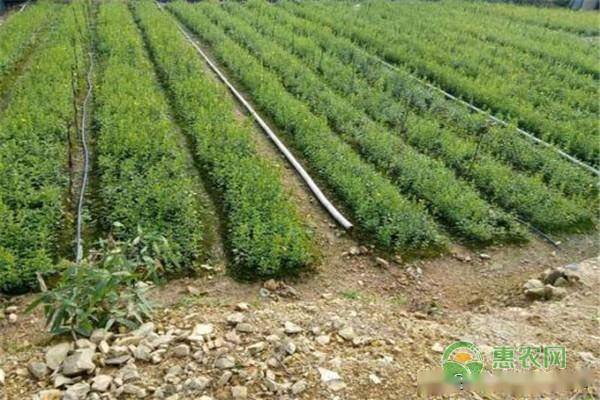蚕豆的养殖方法(蚕豆种植技术与栽培)