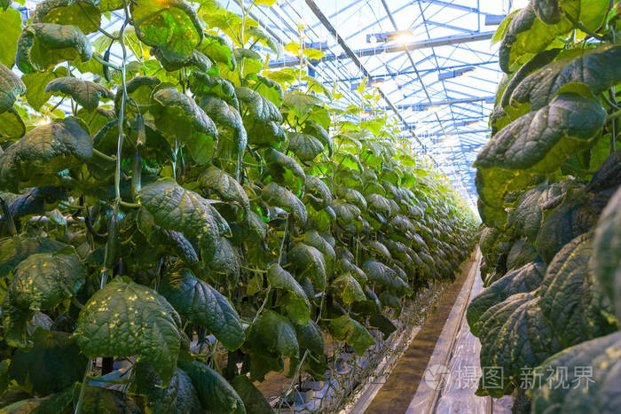 黄瓜水培种植技术(黄瓜水培种植技术要点)