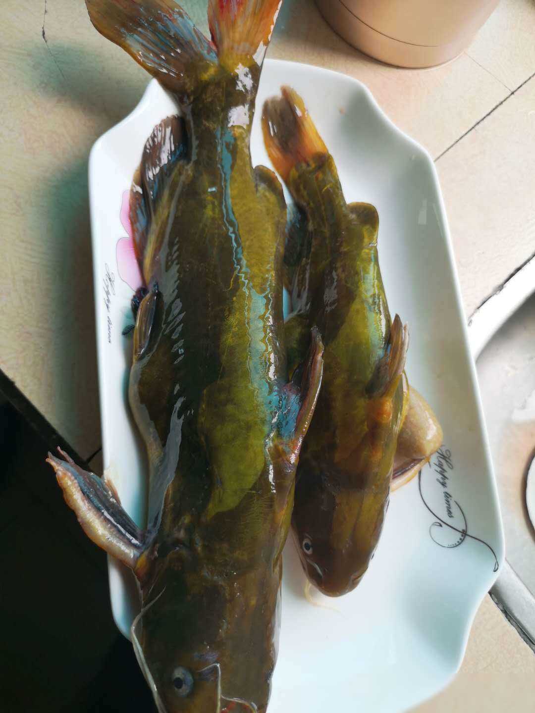 黄骨鱼人工养殖技术(黄骨鱼养殖条件和成本)