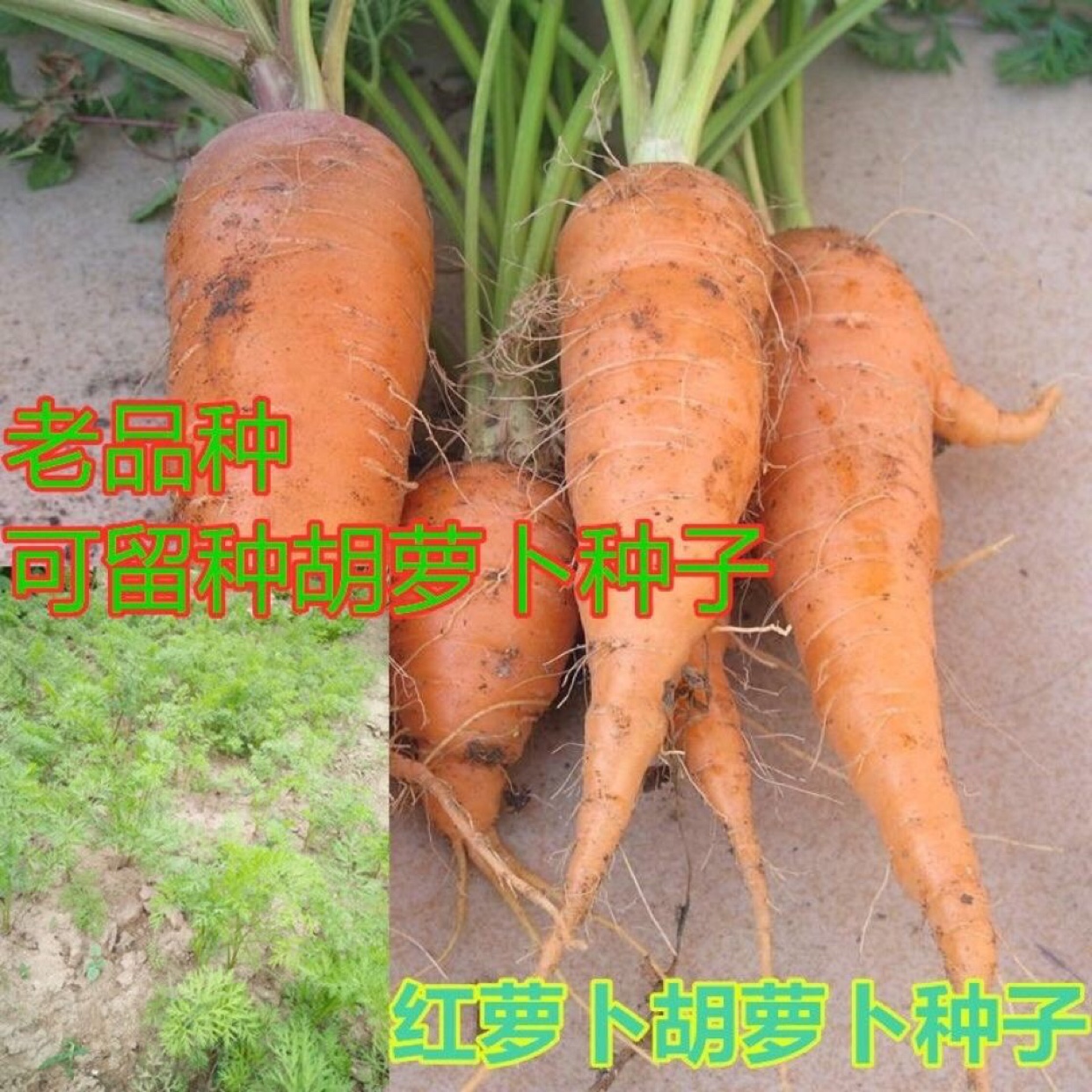 萝卜种子品种(萝卜种子哪个品种好)