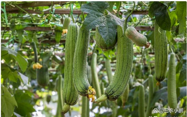 丝瓜种植使什么肥?(种植丝瓜用什么肥料能高产)