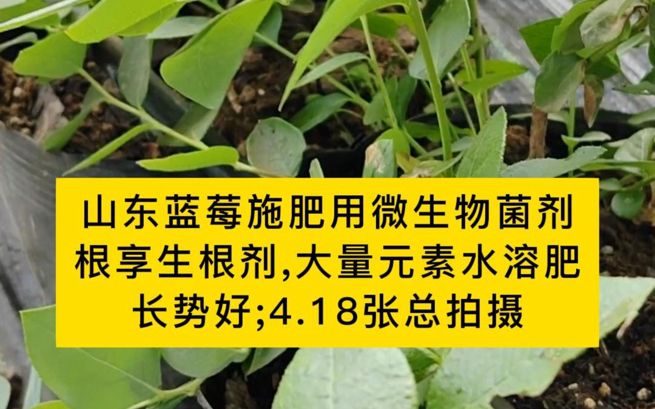 蓝莓施肥时间和方法(蓝莓施肥方案 蓝莓吧)